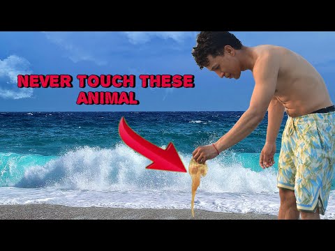 2 Dangerous Ocean Creatures You Should Never Touch