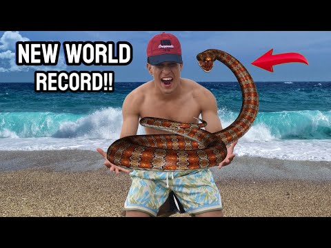 World Record Sea Snake Rescue