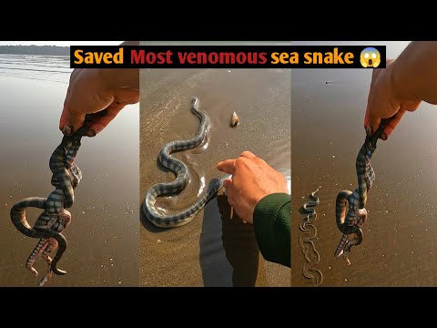 Saving Stranded Most Venomous Sea Snake