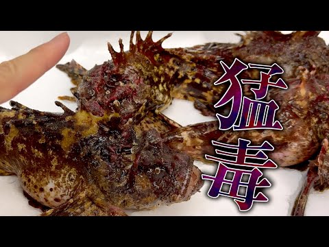 【オニオコゼ】人生初。毒の魚に刺されてしまいました。
